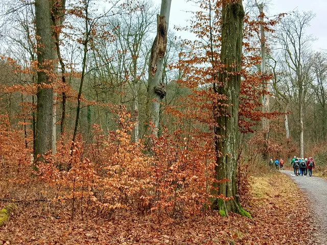 Das braune Herbstlaub sorgt im Winterwald für warme Farben.  | Foto: sigischlottke