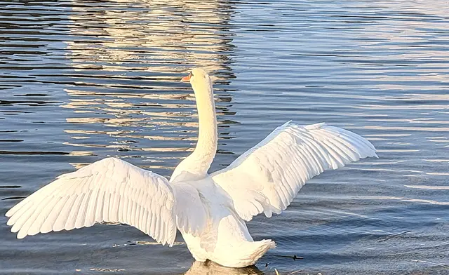 Foto: Heide Böllinger aus Bad Friedrichshall