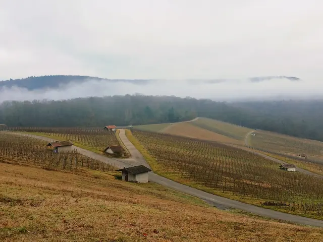 Die Aus- und Rückblicke vom Höhenweg sind so toll. Der Nebel hängt zwischen den Bäumen und mit den Wengerthäusle sieht die Landschaft wie im Modellbau aus.  | Foto: sigischlottke