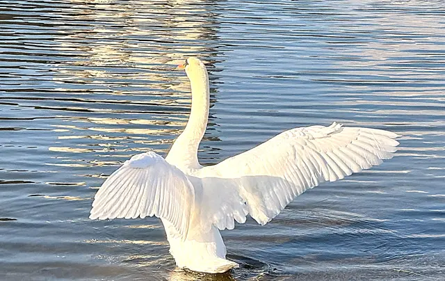 Foto: Heide Böllinger aus Bad Friedrichshall