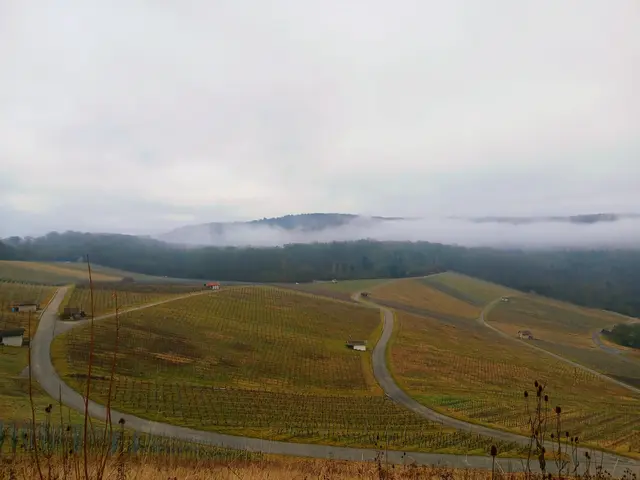 Noch ein letzter Rückblick - die Landschaft ist in verschiedene Rebflächen aufgeteilt, unterbrochen durch die schmalen Sträßchen. Zusammen mit dem Nebel wirkt es wunderschön.  | Foto: sigischlottke