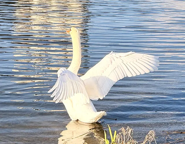 Foto: Heide Böllinger aus Bad Friedrichshall