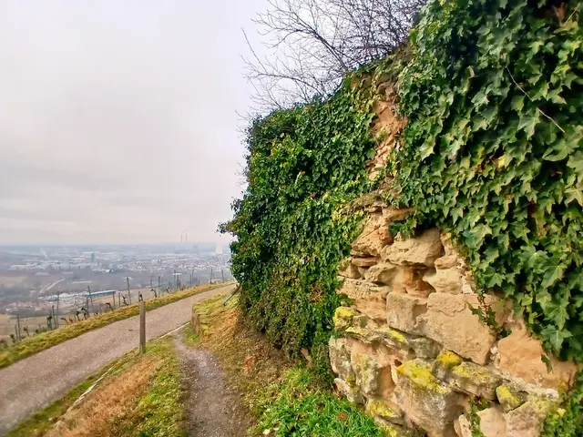 Die Sandsteinmauer ist herrlich mit Efeu überzogen.  | Foto: sigischlottke