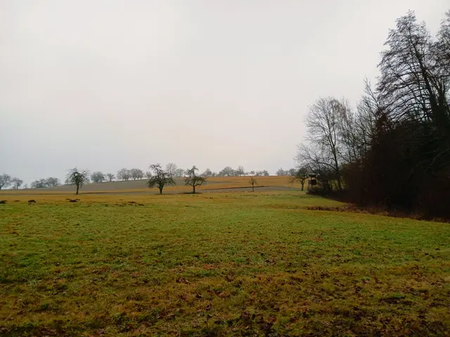 Bäume haben sich oben am Hügel zu einer Reihe aufgestellt.  | Foto: sigischlottke