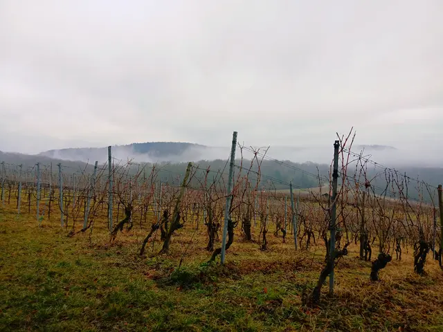Blick über die Reben.  | Foto: sigischlottke