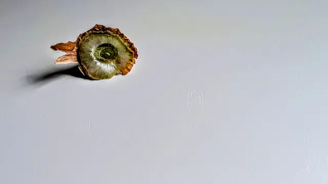 Wer Lust gekriegt hat, kann gerne selbst kreativ werden: 
https://meine.stimme.de/kuenzelsau/c-musik-kultur/zwiebelkoepfchen-sucht-anschluss_a275037 | Foto: Eigene Aufnahme 