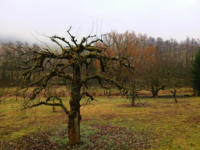 Ein alter knorriger Obstbaum wirkt wie eine Skulptur. | Foto: sigischlottke