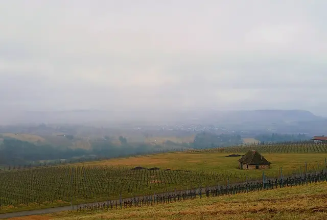 Blick Richtung Erlenbach. Unter uns liegen die Weinberge im Winterschlaf.  | Foto: sigischlottke