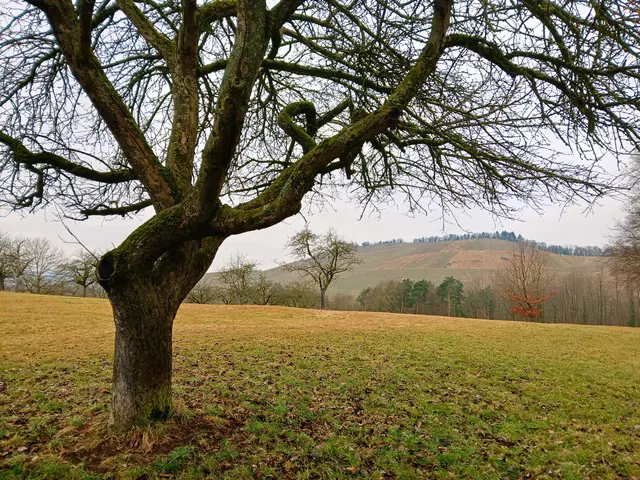 Ein alter knorriger Baum am Wegesrand gibt den Blick nochmals frei auf den Scheuerberg.  | Foto: sigischlottke