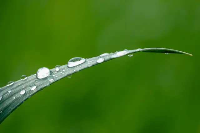 Grashalm im Regen | Foto: Yannic Scheck 