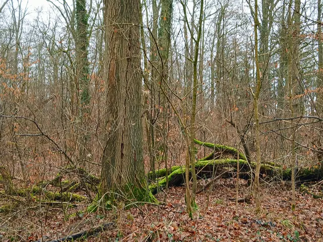 Bemooste Stämme sind im Winterwald schöne Hingucker.  | Foto: sigischlottke