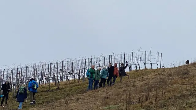 Und nun geht's das letzte Stück zum Scheuerberg hinauf. Da müssen ziemlich viele Weinbergstäffele hochgestiegen werden.  | Foto: Beate Bonte 