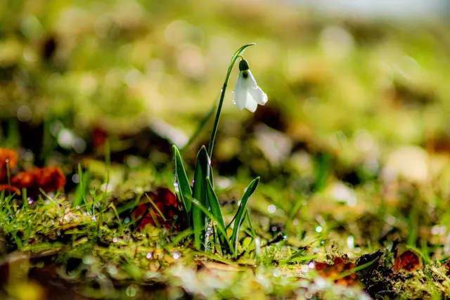 Solist im Rampenlicht: Während Schneeglöckchen meist im Rudel auftreten, genießt dieses hier seinen ganz persönlichen Auftritt. | Foto: Stephanie Rüdele