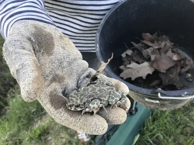 Die hübschen Wechselkröten sind mittlerweile stark bedroht und eine Seltenheit. Bei Ilsfeld-Landturm gibt es sie noch. | Foto: Andrea Hohlweck