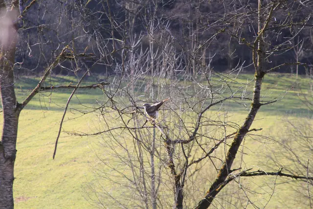 so ein schöner🦅 | Foto: Ralf Röser