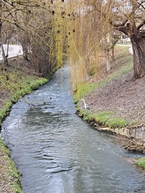 Graureiher an der Sulm auf der Suche nach Futter. | Foto: Isolde Reitz