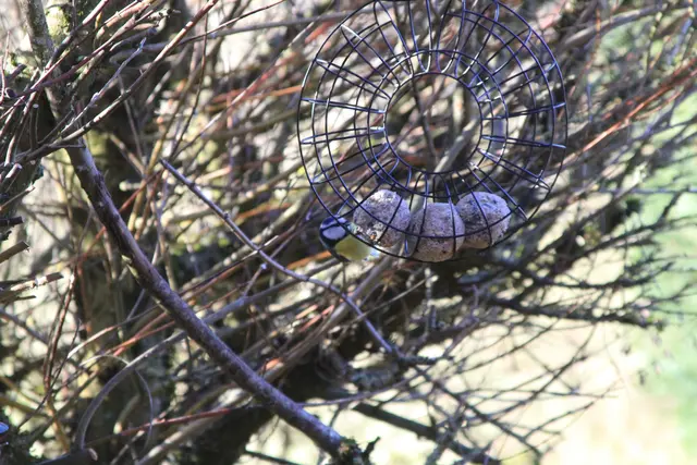 Der Meise schmeckt es🦜 | Foto: Ralf Röser
