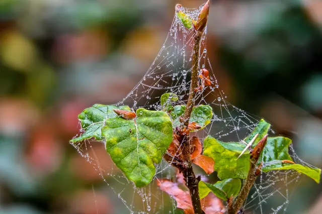 Foto: Das Foto ist Eigentum von Gerd Tiedtke