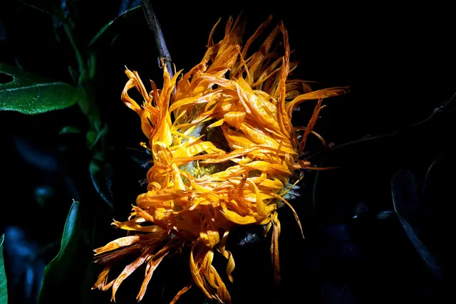 Fraa Struwelich | Foto: WKY