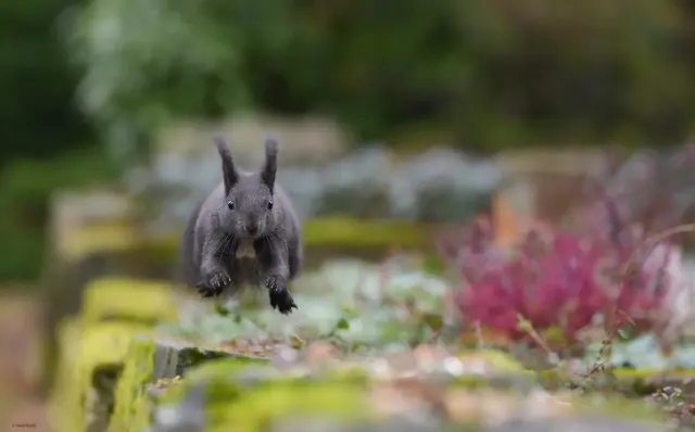 Manni fliegt... | Foto: Moni Bordt