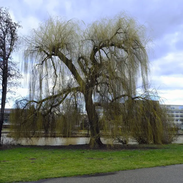 Trauerweide  | Foto: Eduard Warenik