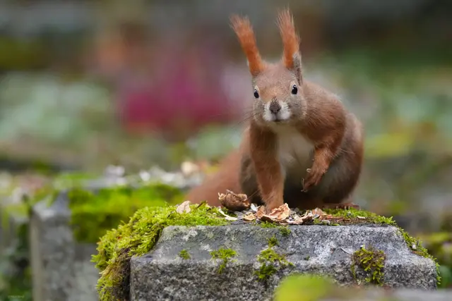 Das rote Hörnchen war auch am Start | Foto: Moni Bordt