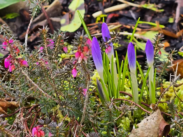 Schneeheide und Krokusse | Foto: Heidrun Rosenberger