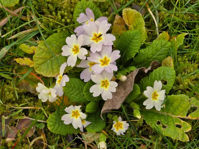 Stängellose Schlüsselblumen (Kissenprimel) | Foto: Heidrun Rosenberger