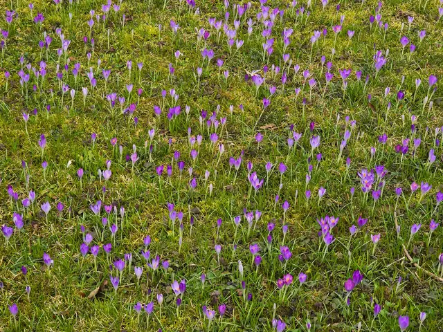 Eine grosse Wiese mit Elfen-Krokusse | Foto: Heidrun Rosenberger