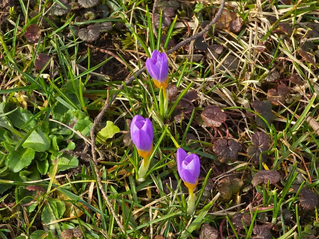 Krokusse lila | Foto: Heidrun Rosenberger