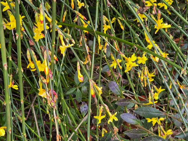 Winterjasmin | Foto: Heidrun Rosenberger