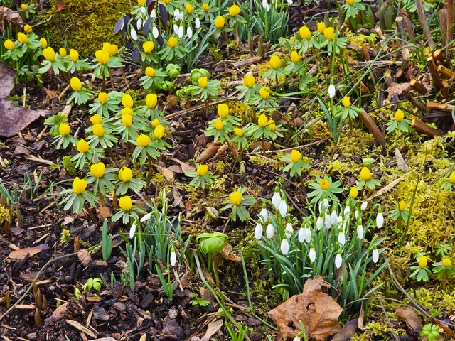 Winterlinge und Schneeglöckchen | Foto: Heidrun Rosenberger