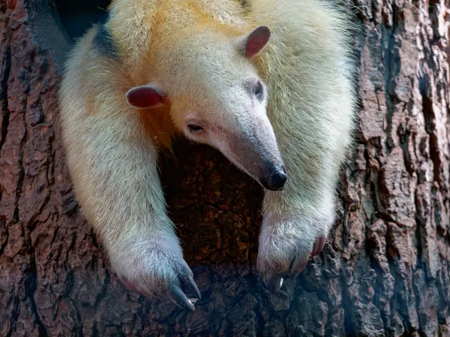Ameisenbär | Foto: Eigenes Bild TB