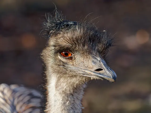 Nandu | Foto: Eigenes Bild TB