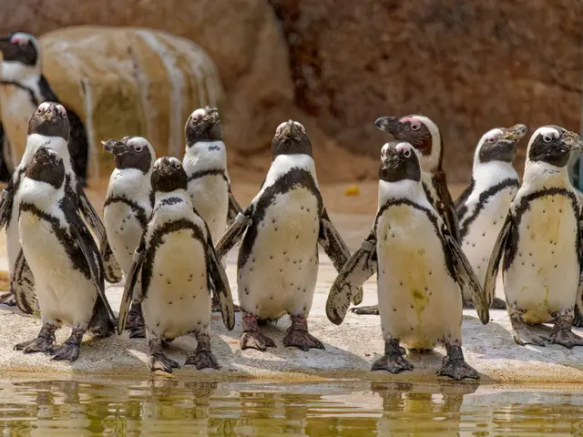 Brillenpinguine | Foto: Eigenes Bild TB