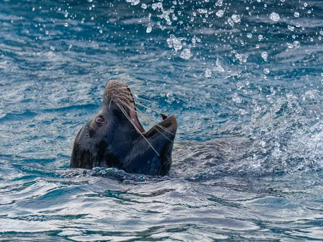 Seelöwe | Foto: Eigenes Bild TB
