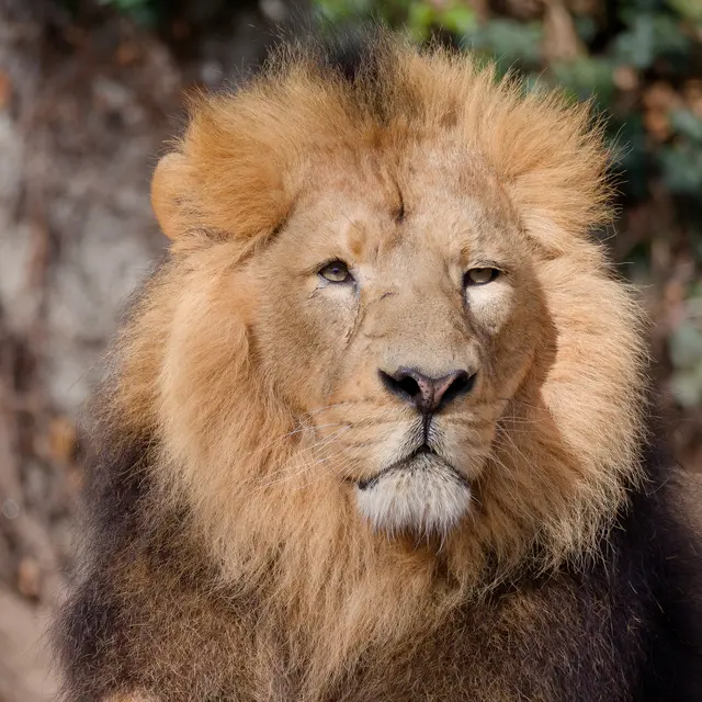 Löwenmännchen | Foto: Eigenes Bild TB