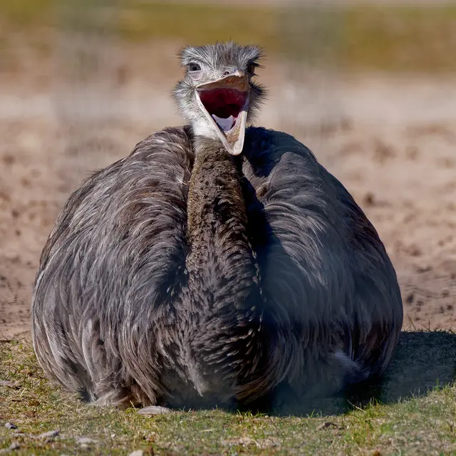 Emu | Foto: Eigenes Bild TB