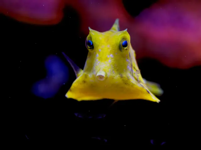 Kofferfisch (Aquarium) | Foto: Eigenes Bild TB