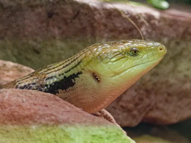 Blauzungenskink | Foto: Eigenes Bild TB