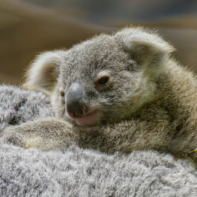 Koalajungtier (lebt leider nicht mehr) | Foto: Eigenes Bild TB