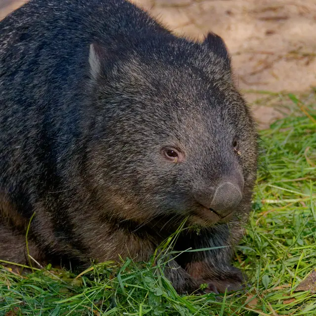 Wombat | Foto: Eigenes Bild TB