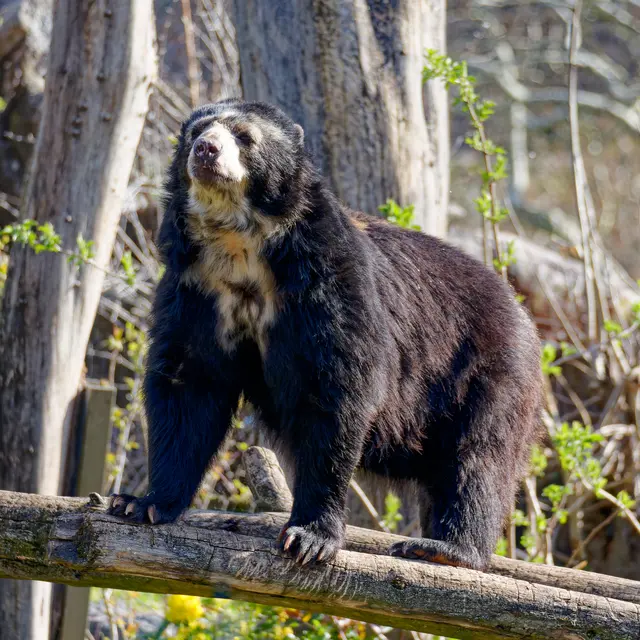 Brillenbär | Foto: Eigenes Bild TB