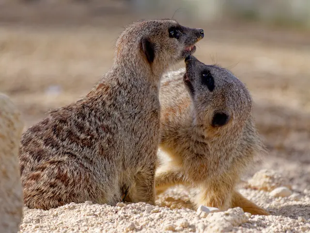 Erdmännchen | Foto: Eigenes Bild TB