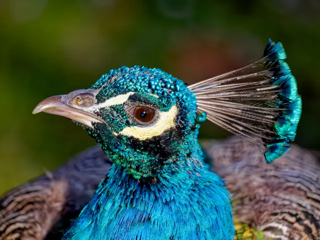 Pfau | Foto: Eigenes Bild TB