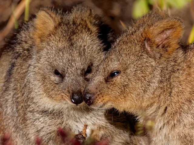 Quokas | Foto: Eigenes Bild TB