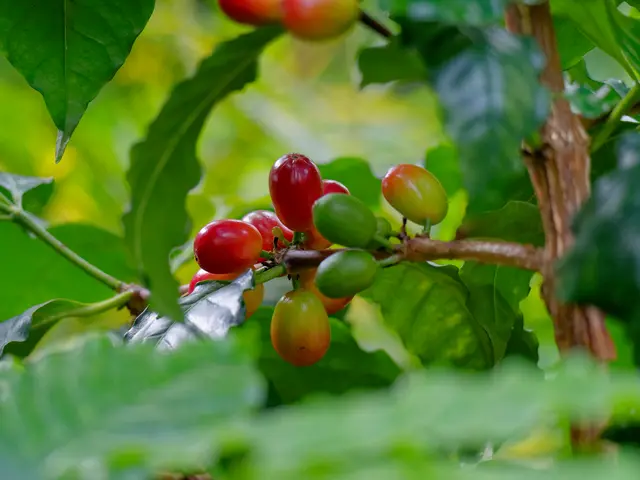 Kaffee | Foto: Eigenes Bild TB