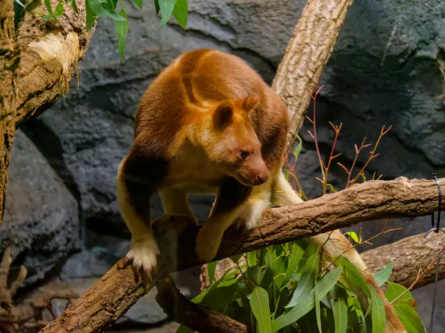 Baumkänguru | Foto: Eigenes Bild TB