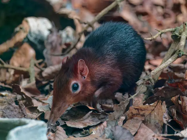 Rüsselhündchen | Foto: Eigenes Bild TB