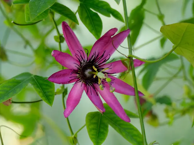 Passionsblume | Foto: Eigenes Bild TB